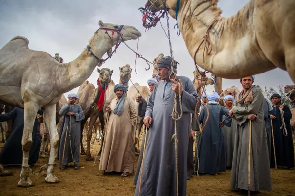 Buyers gather around camels during a sale