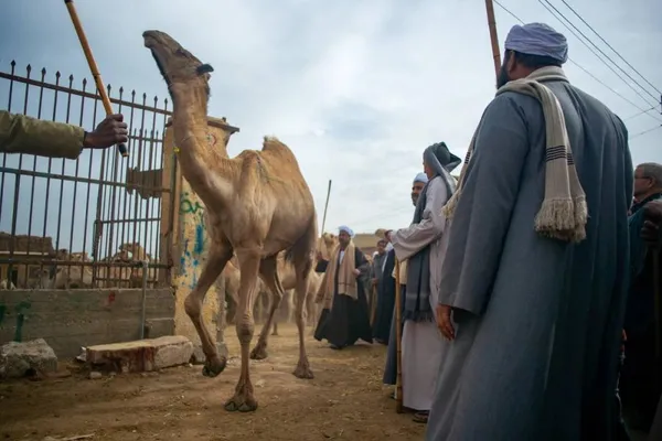 Inspecting a camel