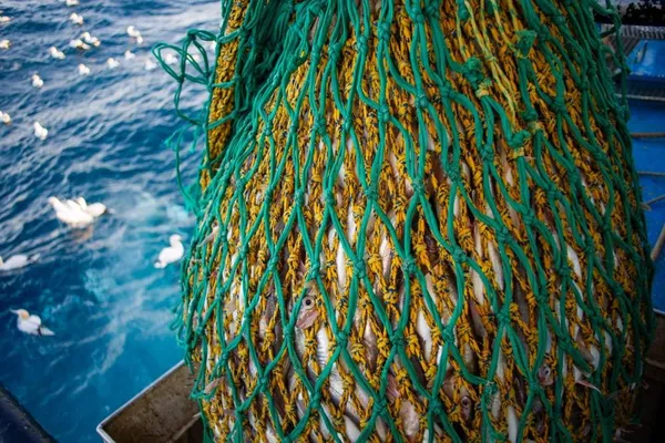 Net full of fish