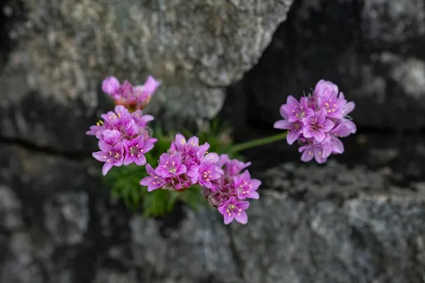 Sea pinks growing out of the rocks