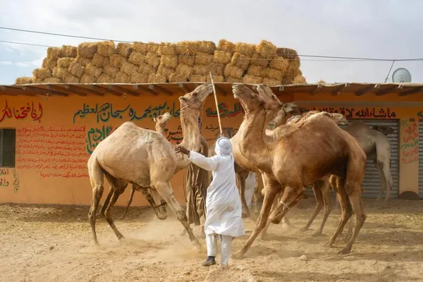Owner with camels