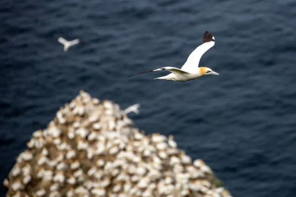 Gannets at Hermaness