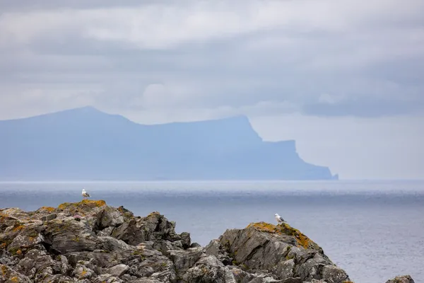 Gulls and Foula