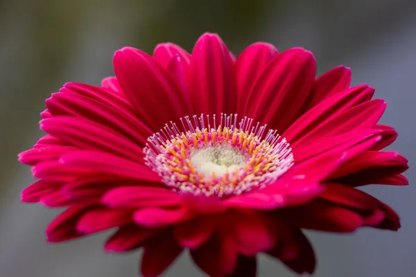 Gerber daisy