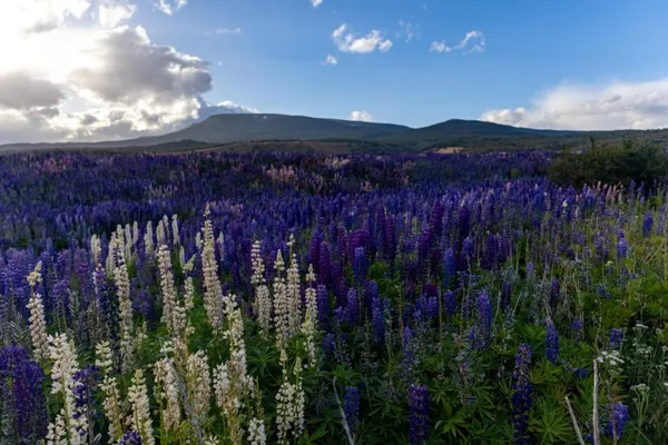 Field of lupins